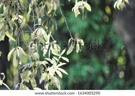 Green olive leaves and tree