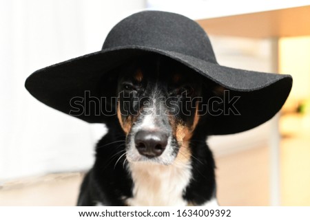 elegant dog in a black hat with a wide brim