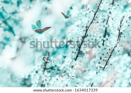 Beautiful cherry flowers blossom tree, butterfly, dreamy light closeup. Spring floral greeting card template. Artistic toned image. Pastel blue and pink toned. Macro with soft focus. Nature background