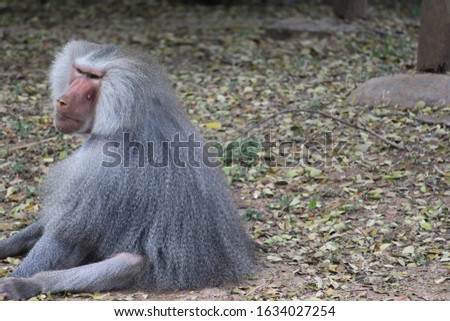 long haired baboon is helping another one. A face fully covered with hair and it looks quiet and serious