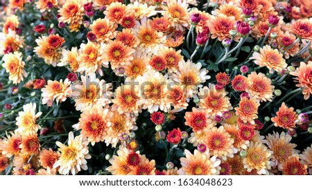 Blooming Orange-yellow Chrysanthemums with a yellow core and beautiful petals.Close up. Beautiful chrysanthemum as background picture.
