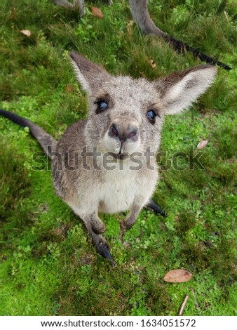 Cute Kangaroo looking at the camera on the grass, Australia