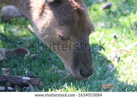 Kangaroo eating grass, close up of a kangaroos head while eating grass.
