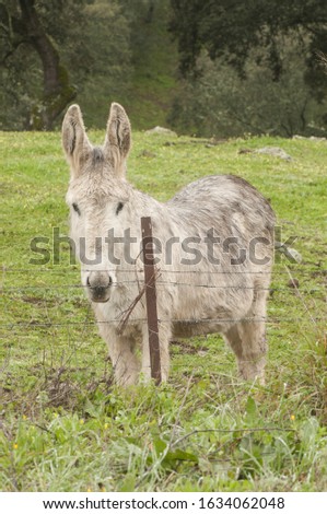 Donkey of Andalusian breed in green meadow of holm oaks looking behind a wire mesh looking curiously natural cloudy light