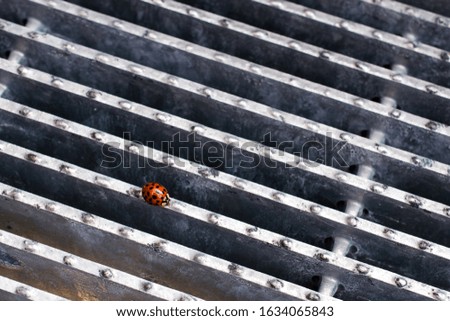 A ladybug on a metal surface - great for a cool background