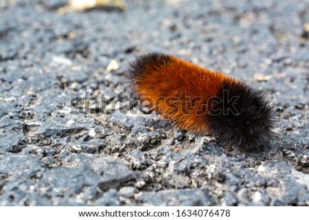 A closeup shot of an Isabella Tiger Moth on a rock with a blurred background