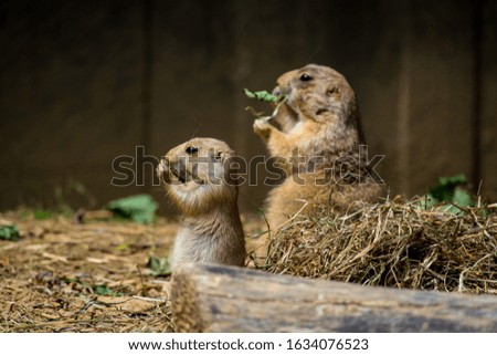 Two cute gophers eating dry grass in a cage during daytime