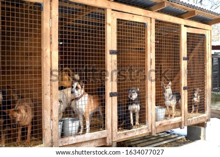 Kennel for animals. a dog shelter. Homeless dogs in cages. animal enclosure autdoor Royalty-Free Stock Photo #1634077027