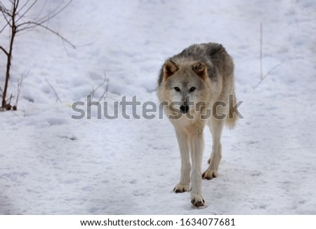 The Timber wolf, also known as the gray wolf, is a large canine native to Eurasia and North America. It is the largest extant member of Canidae, with males averaging 40 kg and females 37 kg. 
