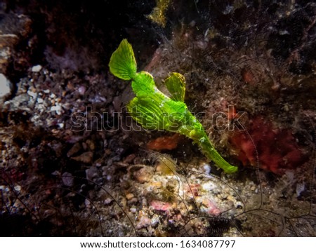 Halimeda ghost pipefish, Solenostomus halimeda, mimics the macroalga Halimeda, Anilao, Batangas, Philippines, Pacific