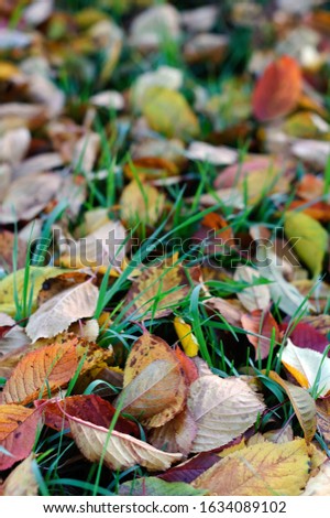 A vertical closeup shot of a lot of dry autumn leaves on the ground with a blurred background