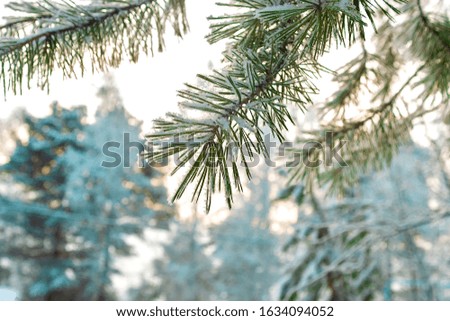 A branches of pine in the forest in winter. View from the front