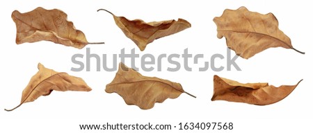dry leaf or dead leaf isolated on white background Royalty-Free Stock Photo #1634097568