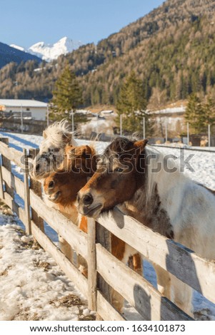 Horses of Alpin farmhouse. South Tyrol. Italy.