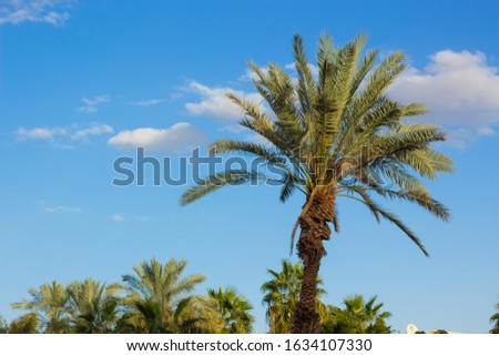 tropic picturesque colorful scenic view of palm tree island landscape on bright blue sky background summer time season weather
