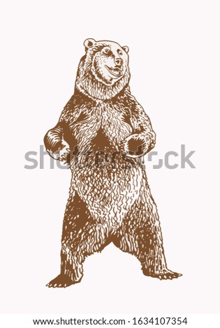 Graphical grizzly bear  ,sepia illustration,vector