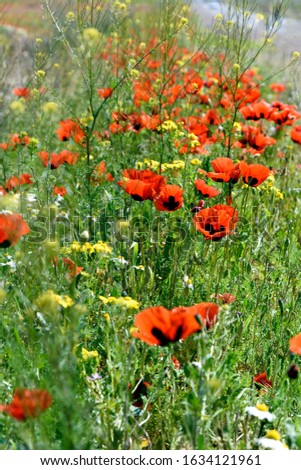 Field with Blooming red poppies in spring, Armenia