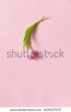 Tulip on pink and blue background. Valentines day background. Mothers day. 8 March