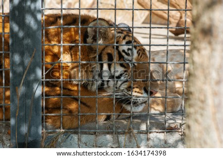 The Wild Tiger In A Zoo Cage