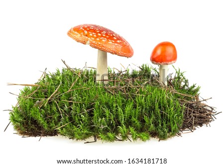 Fly agaric mushrooms on green moss isolated over white background Royalty-Free Stock Photo #1634181718