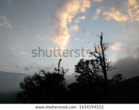 Silhouette of tree on the top of hill in evening