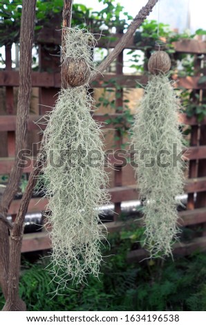 Two Spanish moss are hanging on the tree.