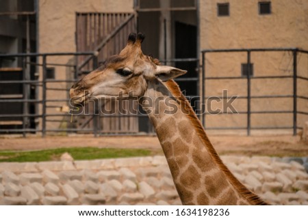 Close up picture of the giraffe is eating a leafs.