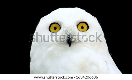white owl with big yellow eyes