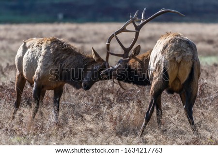 Bull Elk Sparring, California, Orick, Prairie Creek Redwoods State Park, Winter