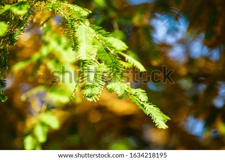 Metasequoia tree leaves autumn background