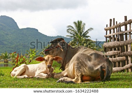 Baby white cow and its mom are sitting on the green grasses with a wooden fence, coconut trees, mountain, and sky in the background.