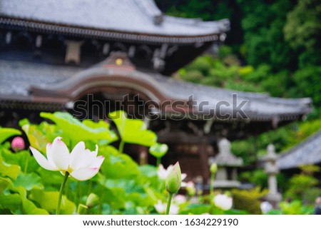 Lotus flower blooming at shrine