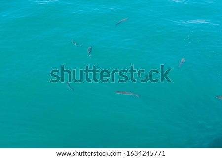 Fish school under turquoise water