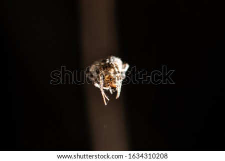 extremely closeup sleeping brown deadly spider with high detailed with dark blur background stock photo