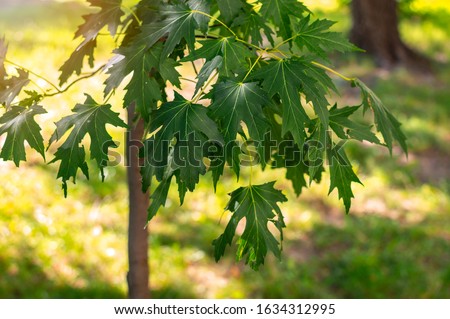 Young silver maple (Acer saccharinum) leaves in the park on a sunny spring day Royalty-Free Stock Photo #1634312995