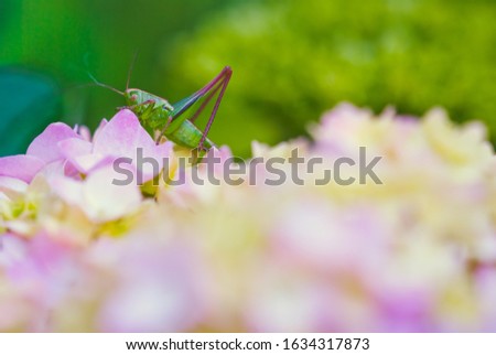 Grasshopper in dream garden, spring blooming flowers on the beautiful field