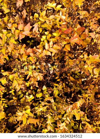 Barberry branches with autumn yellow and orange leaves and red berries close-up. Background image