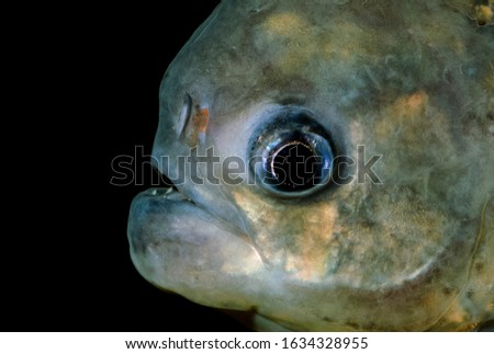 Pygocentrus nattereri picture of fish piranha