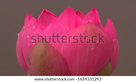 It is a beautiful Indian pink lotus flower on which a few drops of water enhance its beauty.