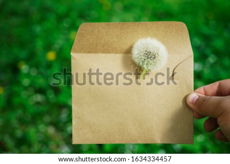 on green meadow background with one fluffy dandelion, one of which is in a craft paper envelope and with dandelion fluff . flower with seeds. male hand holding brown cover                           