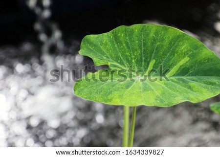 Green leaf close-up with black and white background