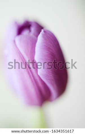 A vertical closeup shot of a cute purple poppy