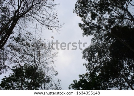 tree photography in the forest. black leaves