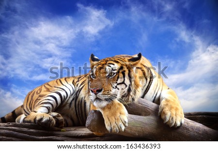 Tiger with blue sky