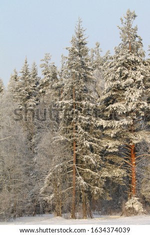 Snow covered trees backlit by sun on blue sky background. Magical winter mood. Stock photo for web, print, wallpaper and background.