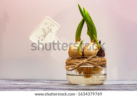 The tulip bulb sprouts in a glass jar of water and with a sign that says "tulip".