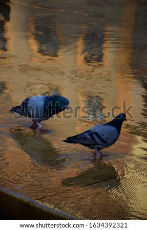 Pigeons on the water in the fountain