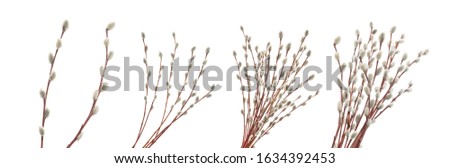 Willow twigs isolated on white. without shadow Royalty-Free Stock Photo #1634392453
