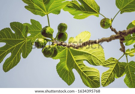 Green leaves and unripe fig fruits on a fig tree branch against bright clear blue sky. Sunny warm day. concept of nature and healthy eating. Selective focus image.