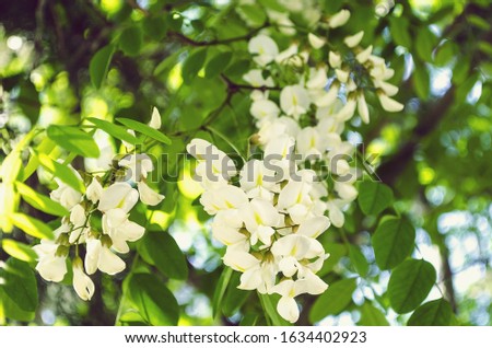 White acacia flowers close-up. Bouquet of delicate light flowers. Natural floral background. Botanical greeting concept. Copy space. Selective focus image.